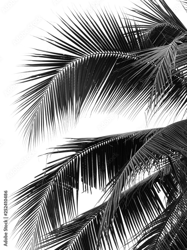 Fototapeta beautiful palms leaf on white background