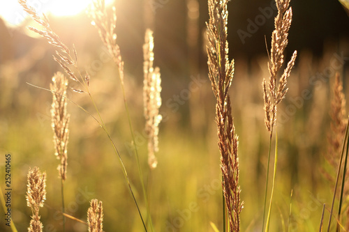 golden grass field at sunset. selective focus
