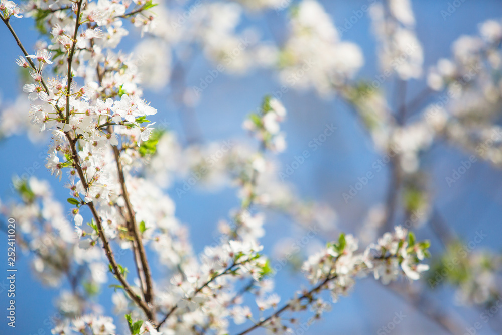 Spring tree blossom flower