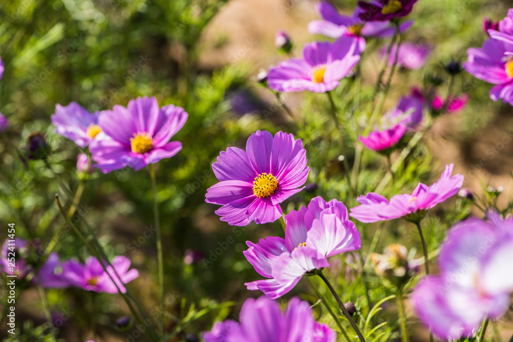 Wild flowers blossom in the park in summer Wild flowers blossom in the park in summer