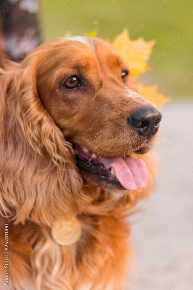 autumn mood. dog with leaves. gold and red color, walk in the park