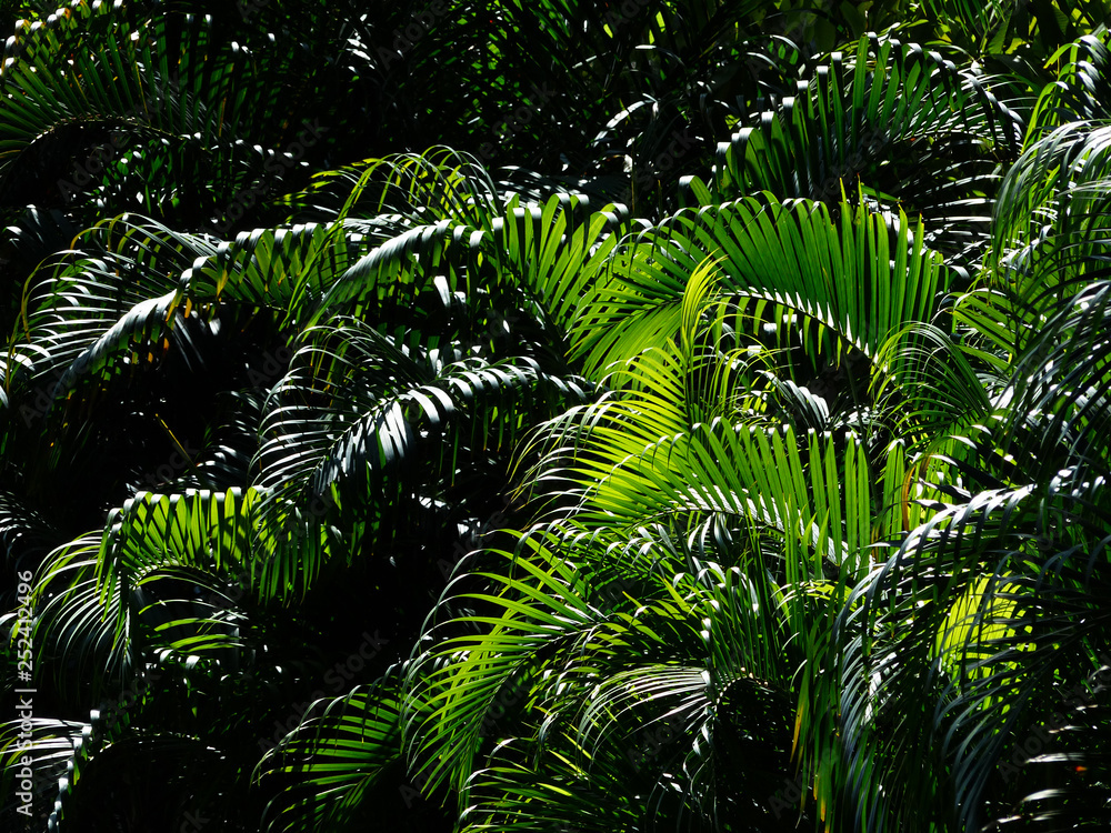 Fototapeta premium green palm tree in garden