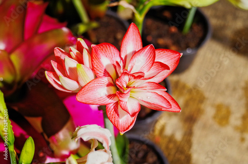 Close up of beautiful blooming double galaxy amaryllis ,Hippeastrum blossom peacock (Amaryllis sonata) is hybrid double-flowering amaryllis in flowerpot which is bulbous plant use as ornamental plant