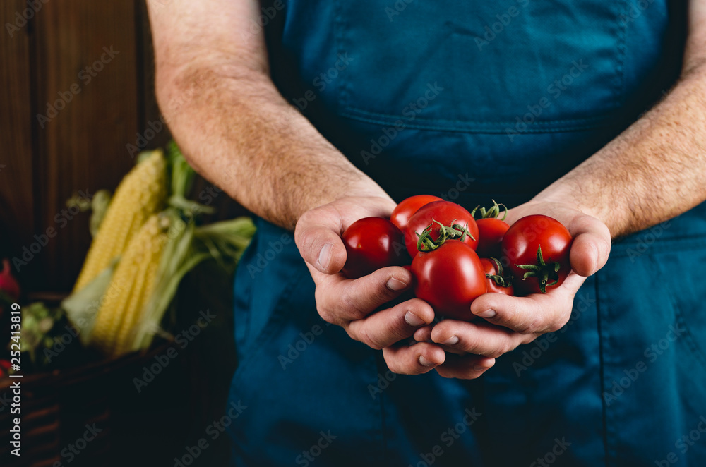 Farmer hold fresh organic tomatoes in his hands. Vegetable harvest concept Farmer hold fresh organic tomatoes in his hands. Vegetable harvest concept