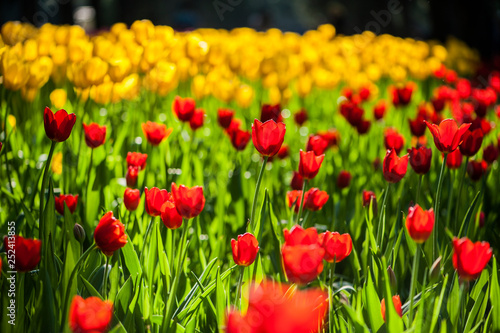 Colorful tulip flora blooming in the park