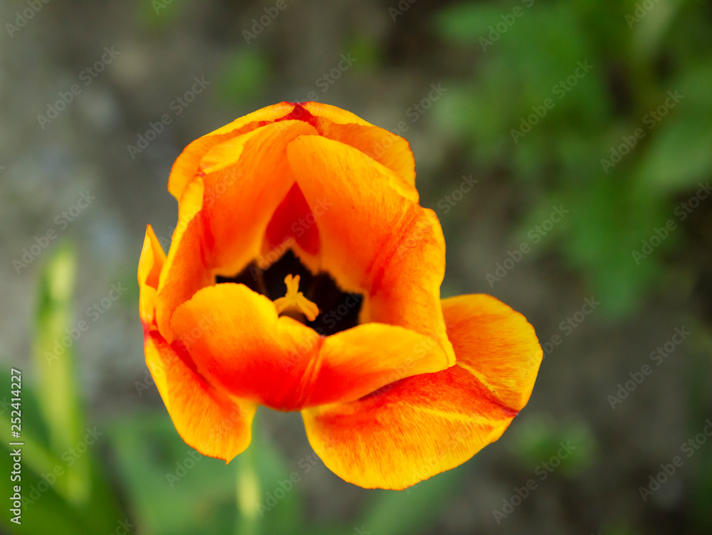 Bright orange tulip in the garden Bright orange tulip in the garden