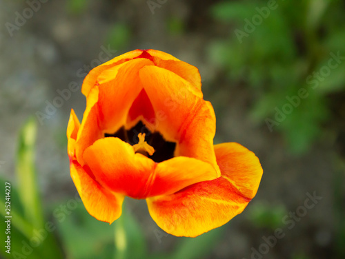 Bright orange tulip in the garden