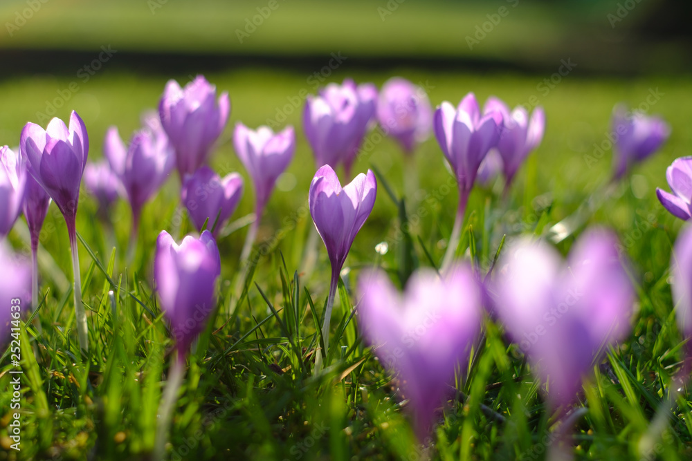 Violet spring crocuses meadow Violet spring crocuses meadow