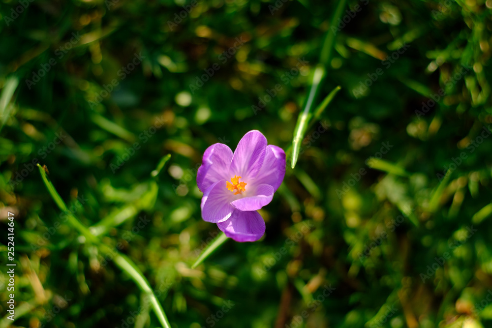Violet spring crocuses Violet spring crocuses