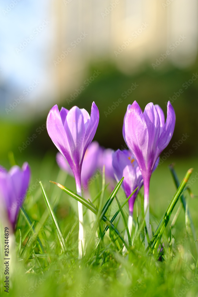 Fototapeta premium Fioletowe krokusy wiosenne