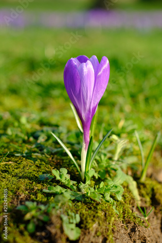 Violet spring crocus in a park
