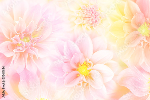 soft dahlia flower in peach tone spring background with copy space 