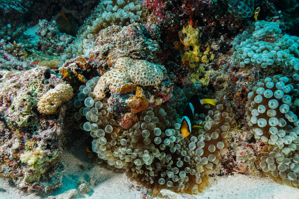 Anemone Coral and fish at the Maldives Anemone Coral and fish at the Maldives