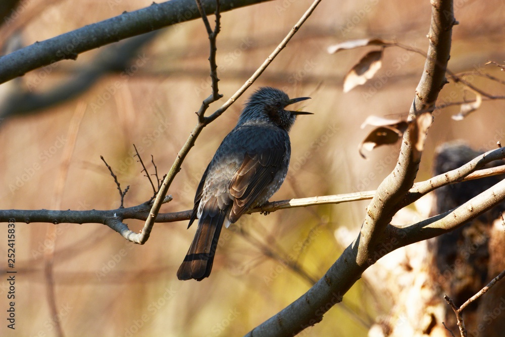 A wild bird A wild bird