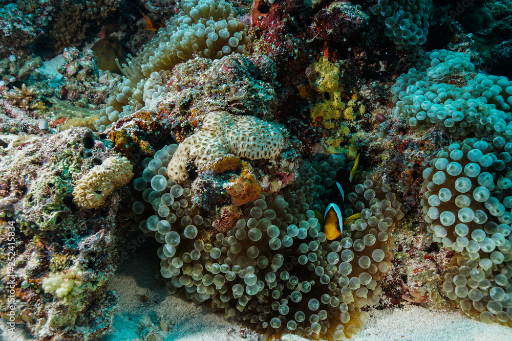 Anemone Coral and fish at the Maldives Anemone Coral and fish at the Maldives
