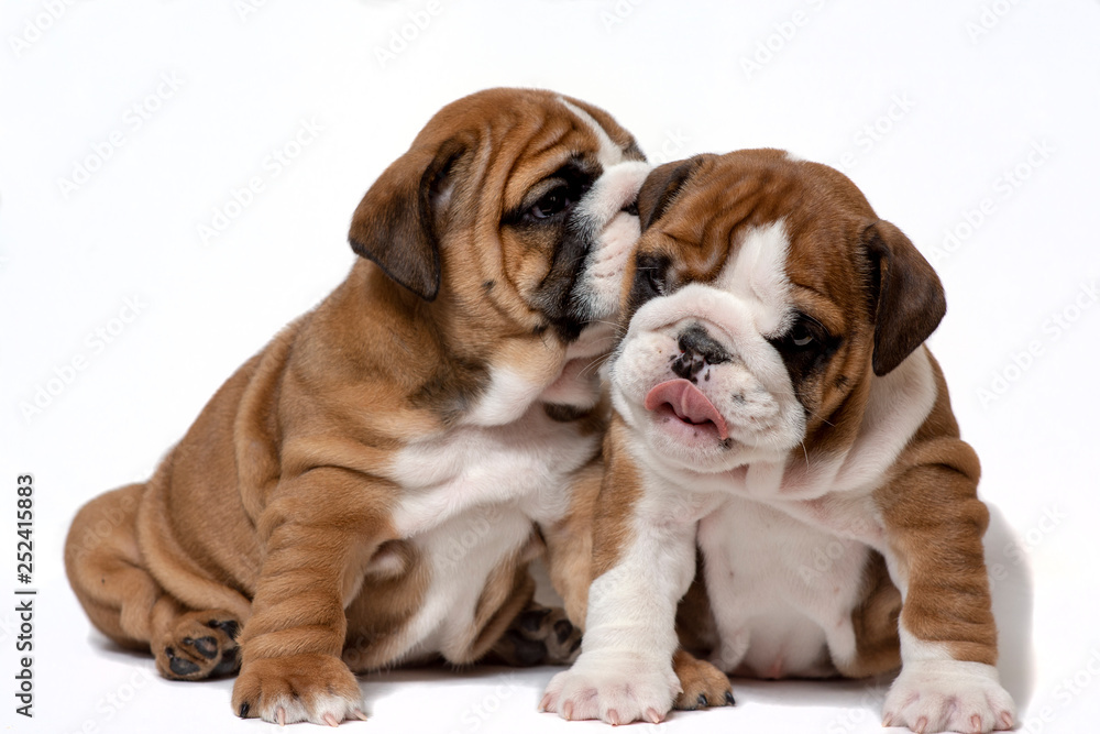 English Bulldog puppies on a white background. The concept of a little mystery.