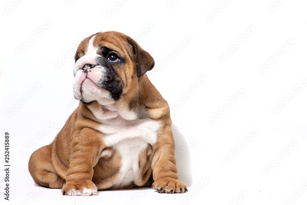 Puppy english bulldog red color with white on a white background. The concept of thoughtfulness.