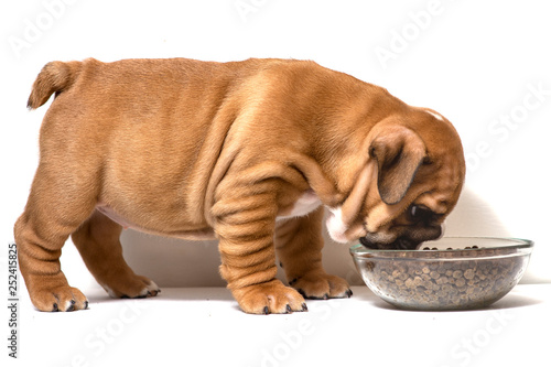 English bulldog puppy redhead with white eats food. Animal feed concept.