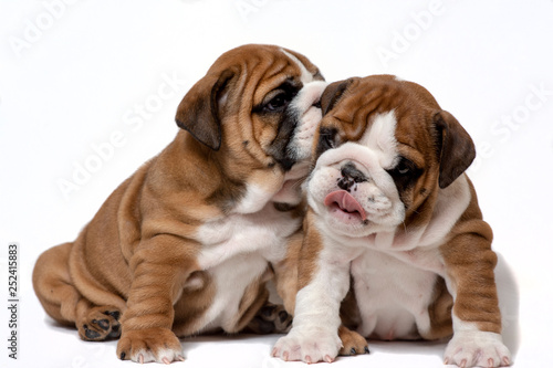 English Bulldog puppies on a white background. The concept of a little mystery. © Светлана Акифьева