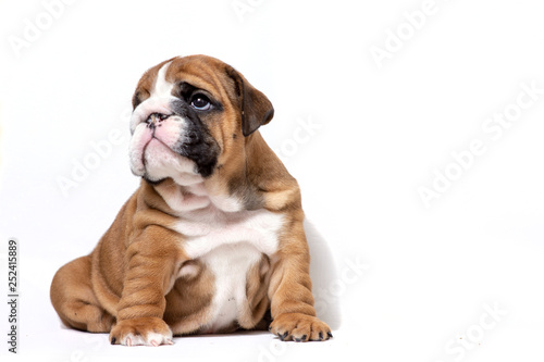 Puppy english bulldog red color with white on a white background. The concept of thoughtfulness.