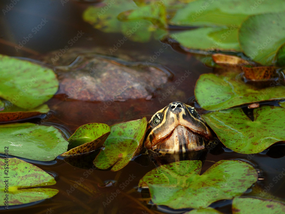 Fototapeta premium closeup turtle in the pond with lotus leaf
