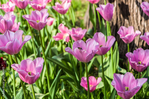 Fototapeta Naklejka Na Ścianę i Meble -  Colorful tulip flora blooming in the park