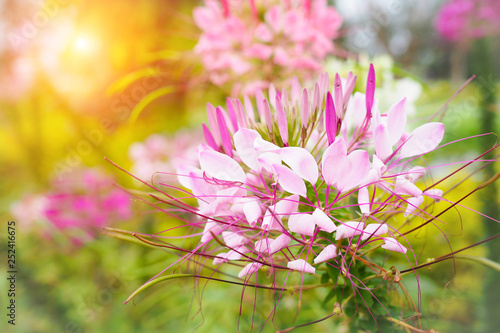 Beautiful pink cleome spinosa or spider flower in the garden photo