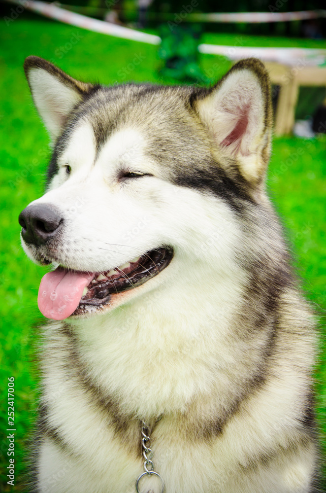 Alaskan Malamute in the summer at the exhibition
