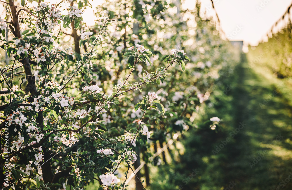 Fototapeta premium Blossom tree over nature background. Beautiful nature scene with blooming garden, sun and snow. Easter Sunny day. Spring and summer flowers. Selective focus