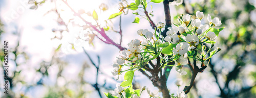 Blossom tree over nature background. Beautiful nature scene with blooming tree, sun and snow. Easter Sunny day. Spring flowers. Springtime. Selective focus