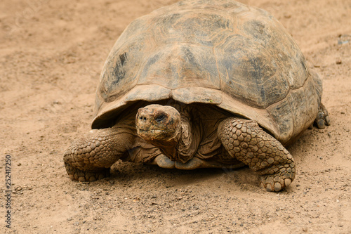 Galapagos tortoise isla isabela