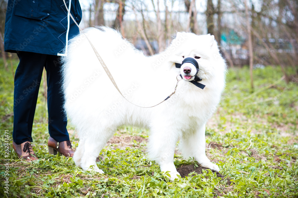 Samoyed sunny summer in the exhibition
