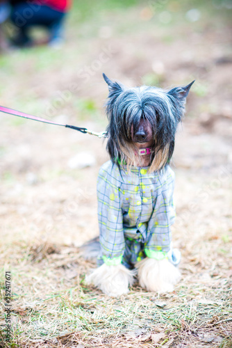 Chinese crested dog in summer