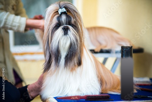 Shih Tzu in the summer at the exhibition photo