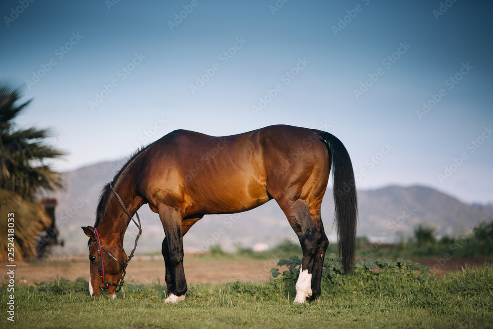 Horse standing on a pasture eating grass