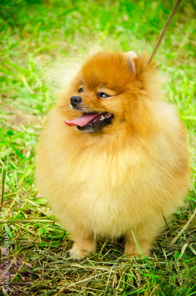 spitz in summer spitz in summer