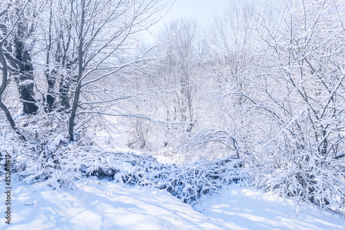 Scene of a beautiful snow covered winter garden © Vastram