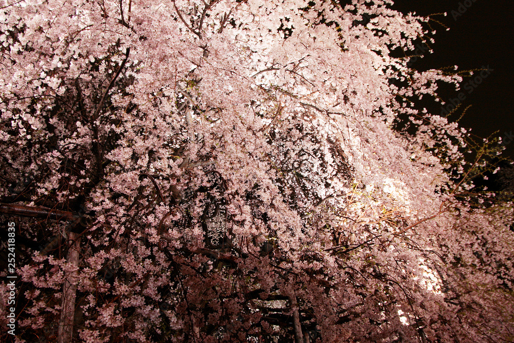 Japanese cherry blossom tree, sakura at night Japanese cherry blossom tree, sakura at night