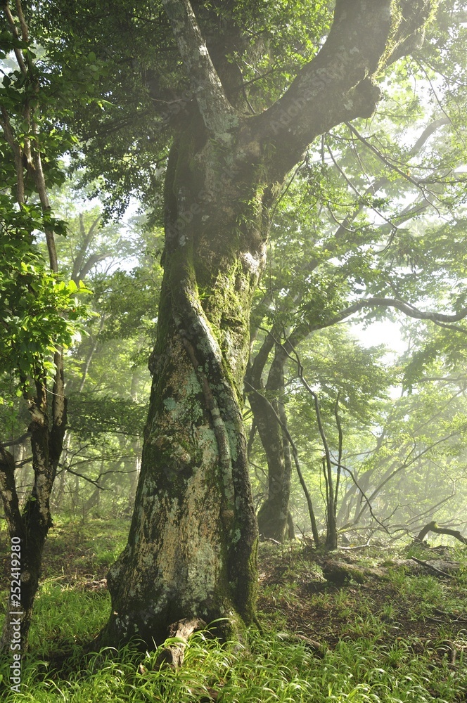 Obraz premium 丹沢の森