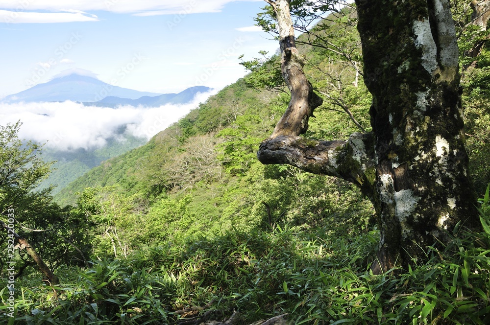 Fototapeta premium 大室山から望む夏の富士山