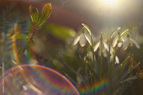 Canvastavla Spring - Flowers
