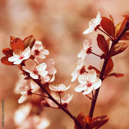Spring blossom background. Beautiful nature scene with blooming cherry tree - Sakura. Orchard Abstract blurred background in Springtime.
