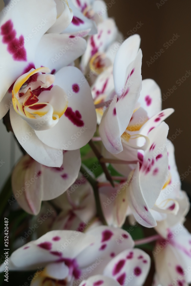 Orchid Orchid