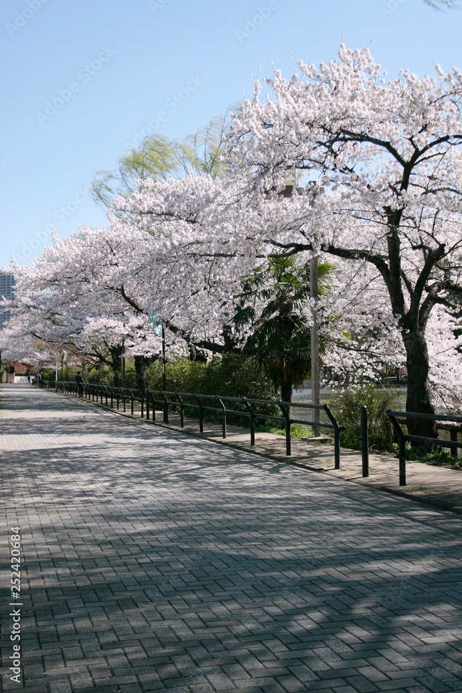 Japanese cherry blossom tree along the street Japanese cherry blossom tree along the street