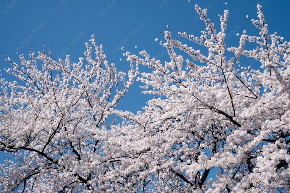 Japanese cherry blossom tree, sakura blooming Japanese cherry blossom tree, sakura blooming