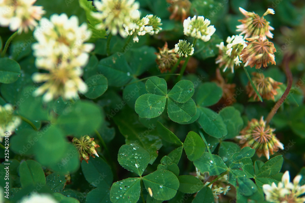 Amazing four-leafed clover in the grass Amazing four-leafed clover in the grass