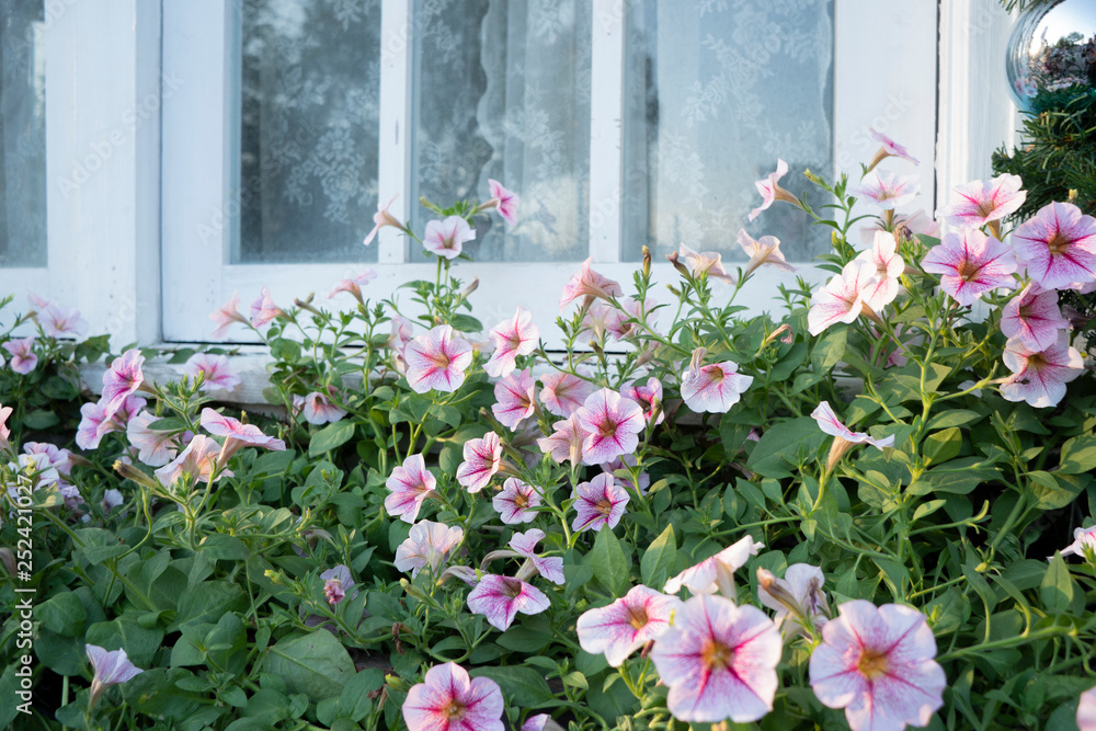 Naklejka premium Colorful flowers