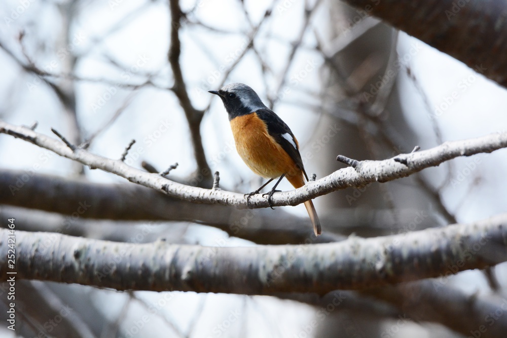 A wild bird A wild bird