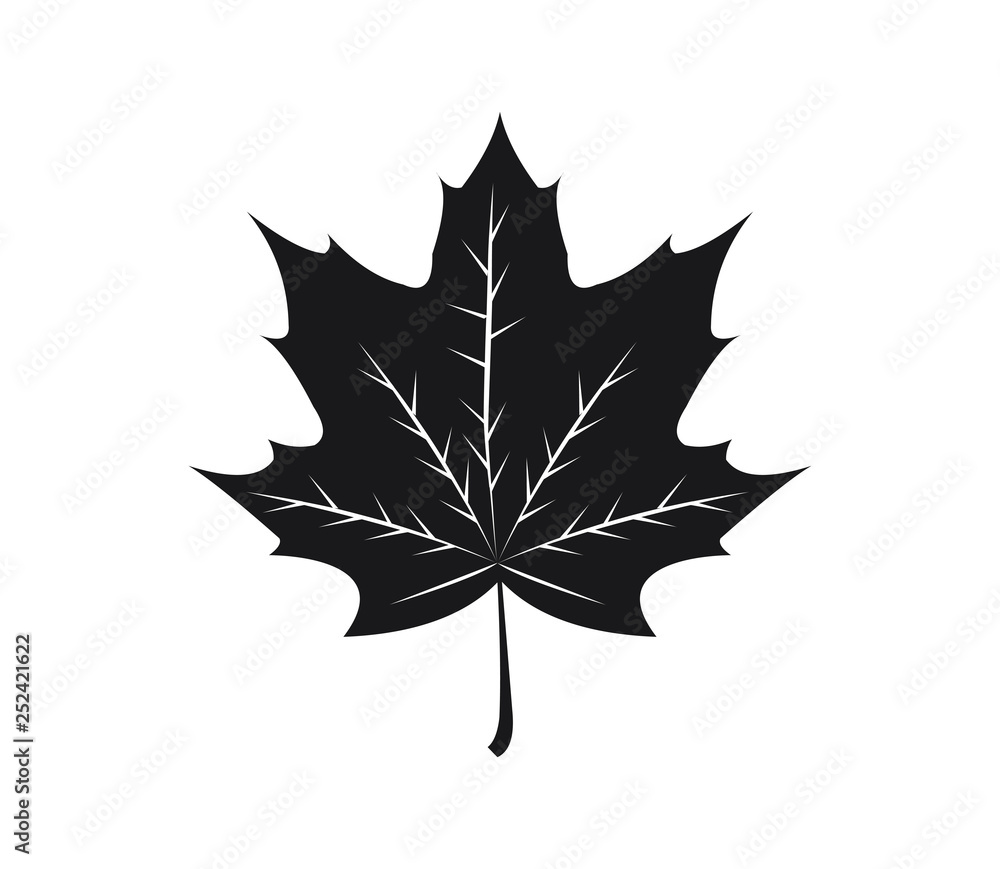 Fototapeta premium Maple Leaf Vector illustration design Logo template