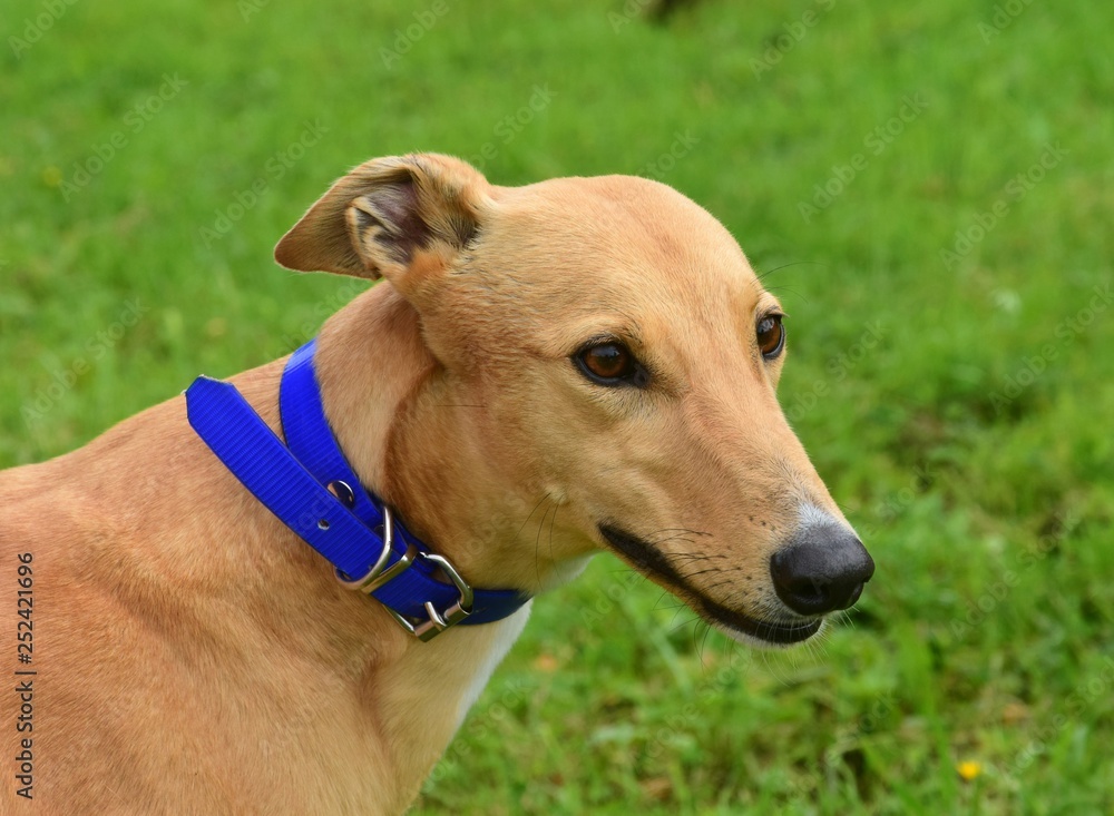 Portrait of an Irish Greyhound